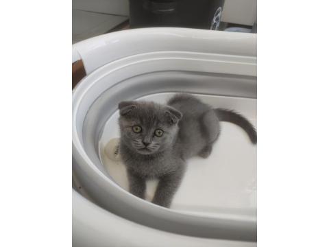 British Shorthair Kedisi