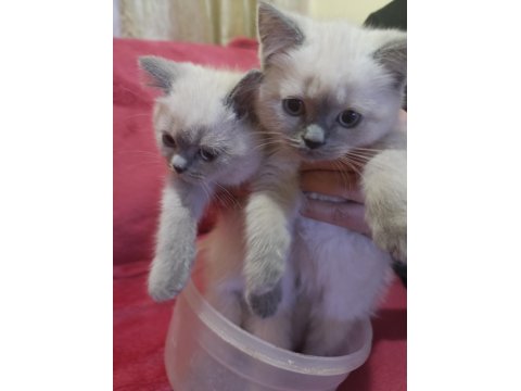2 Aylık British Blue Point Yavru Kediler