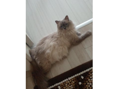 3 Yaşında Ragdoll Kızımıza Yuva Arıyoruz