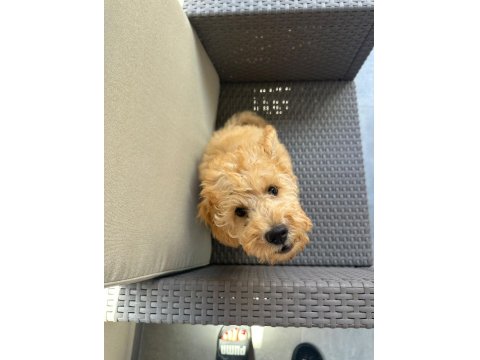 2.5 Aylık Tuvalet Eğitimli Erkek Toy Poodle