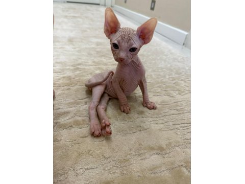 Yavru Sfenks 2 Aylık