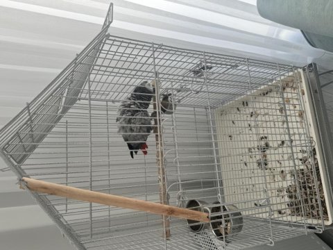 Üst Düzey Jako Papağanı