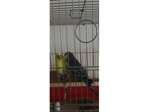 Sağlıklı Muhabbet Kuşu Uyumlu Çift