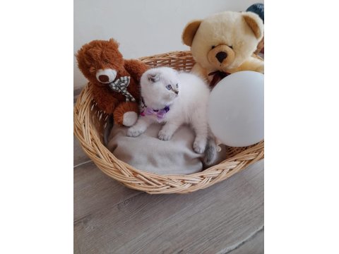 Özel Scottish Fold Yavrular