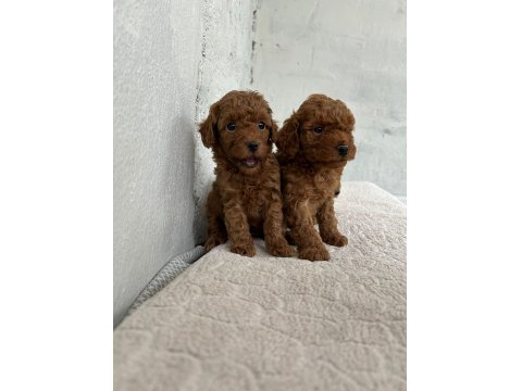 Toy Poodle Yavrularımız Sağlık Garantili