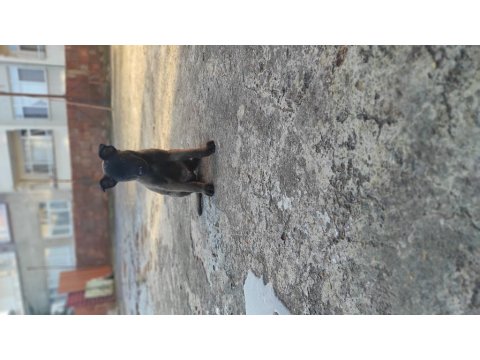 Koyu Renk Malinois Köpekler