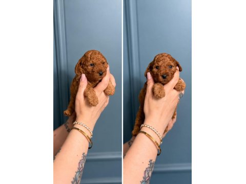 Toy Poodle Yavru Erkek