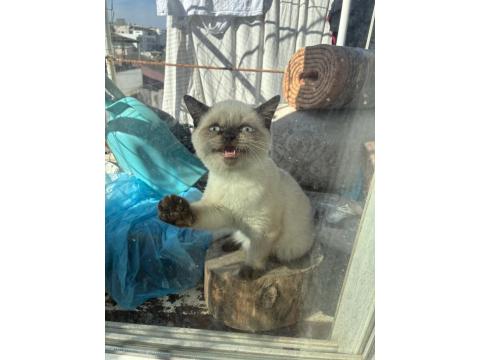 Dişi British Shorthair