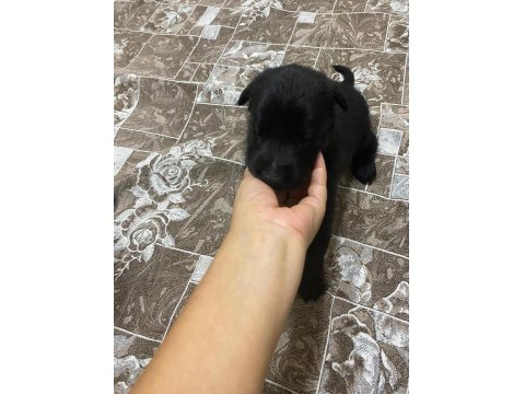 A Kalite Belçika Malinois Yavrular