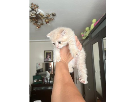 2 Tane Yavru Kedim Var Ücretli Sahiplendireceğim