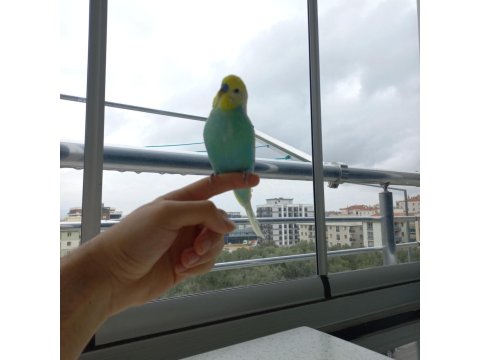 1 Dişi Ve 1 Erkek Rainbow Kanlı Muhabbet Kuşlarım