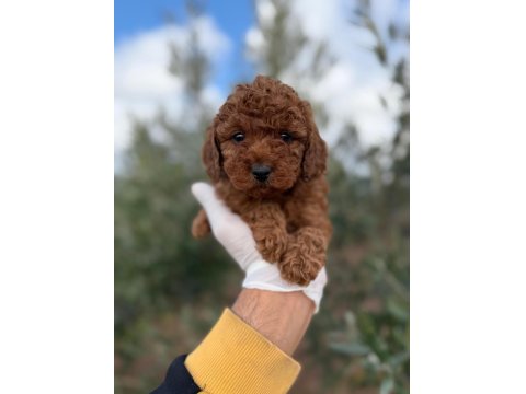 Dişi Toy Poodle En Güzelini İsteyene