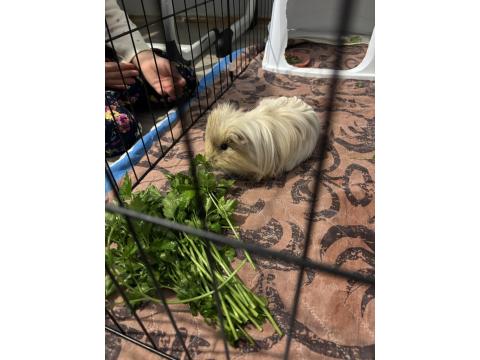 Uysal Erkek Ginepig