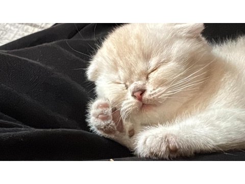 Prenses Kedimiz Yeni Yuvasını Arıyor!