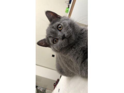 British Shorthair Yavruları