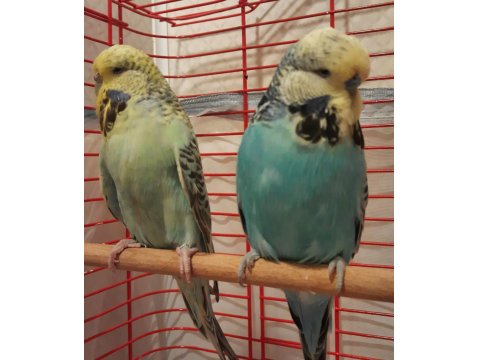 Şov Jumbo Muhabbet Kuşu