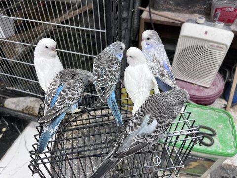 Ele Alıştırmalık Jumbo İri Boy Muhabbet Kuşlar