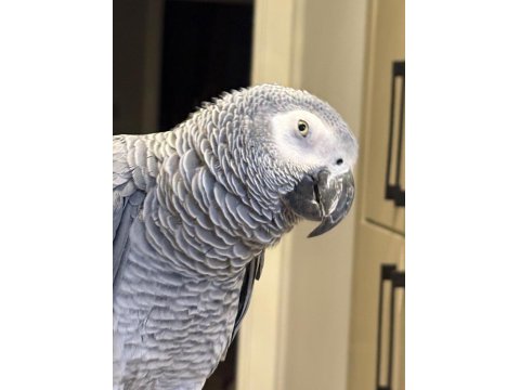 Evcil Jako Papağanı