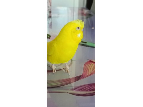 Yavru Ve Yetişkin Çift Kuşlar Ve Sultan Papağanı