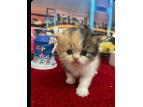 British Shorthair Yavrular