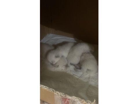 Safkan British Shorthair Yavrularım Yuva Arıyor