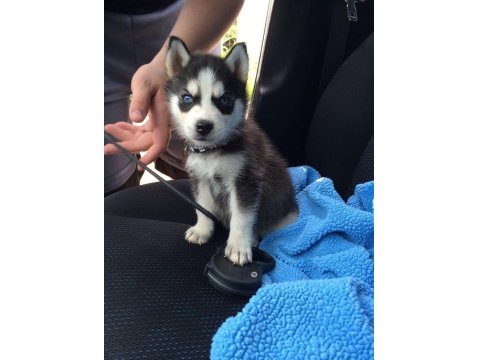 Husky Mavi Gözler İle Kalpleri Çalar