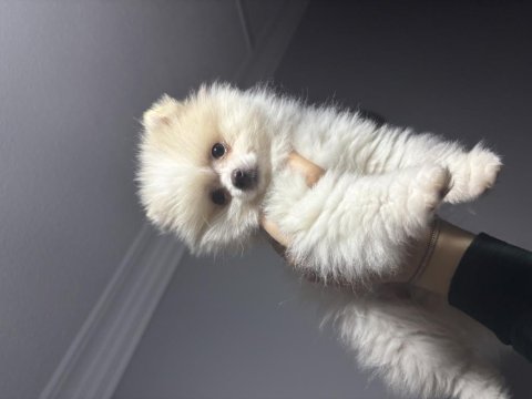 2 Aylık Dişi Pomeranian
