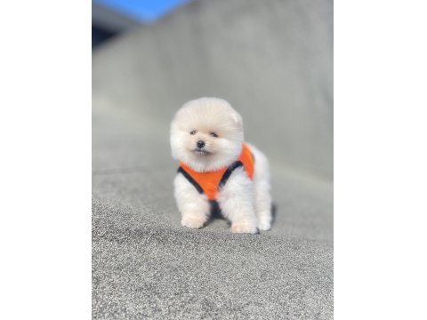 3 Aylık Ayı Surat Pomeranian Boo Yavrular