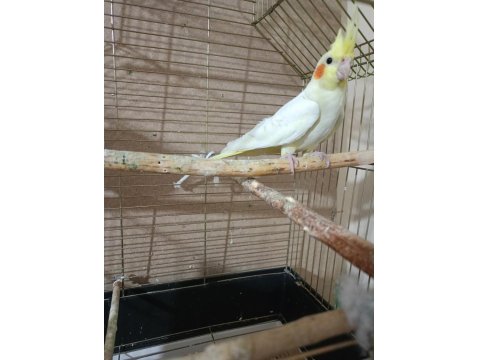 Lutino Sultan Papağanı