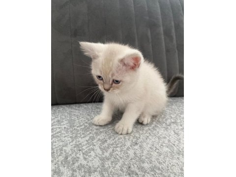 Yavru Kedilerimize Yuva Arıyoruz