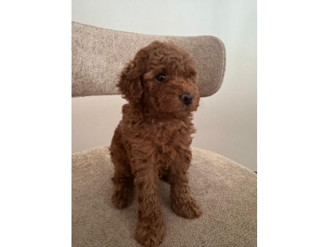 A Kalite Toy Poodle Yeni Ailesini Bekliyor