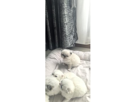 Safkan İran Kedisi Yavrularımız