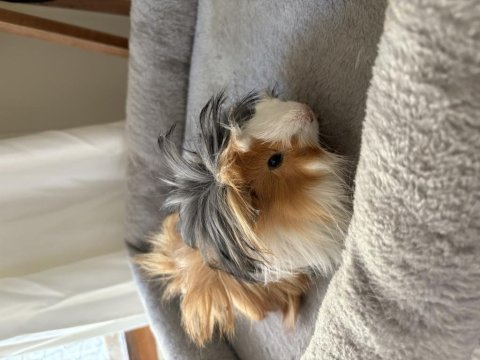 Yeni Guinea Pig Yavrularımıza Aile Olmak İster Misiniz?