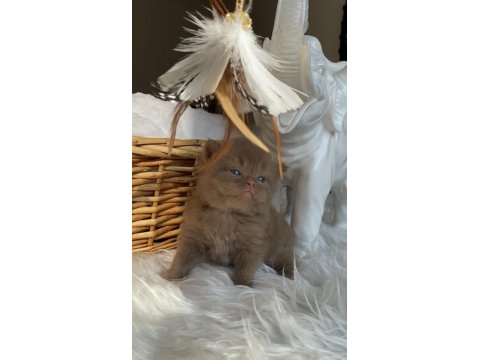 Safkan British Shorthair Bebeklerim