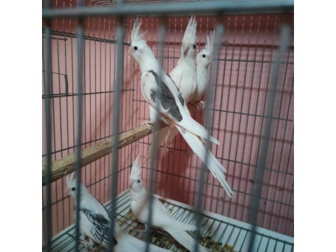 Yeni Yeme Düşen Sultan Papağanları