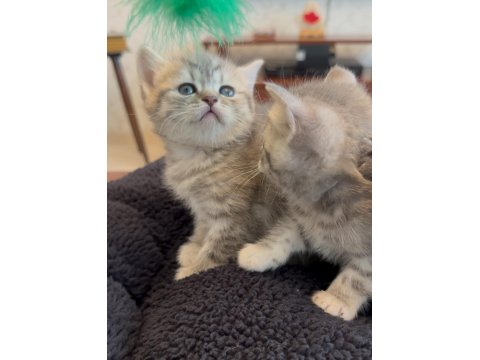 Lnxn Point British Shorthair Yavrular