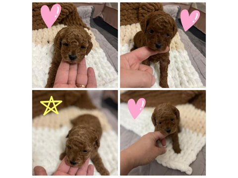 Teacup Toy Poodle Yavrular