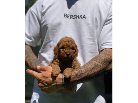 Safkan Toy Poodle Arayanlara Özel