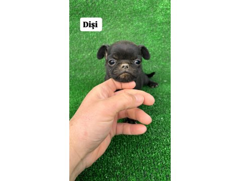 40 Günlük Pug Mops Yavrular