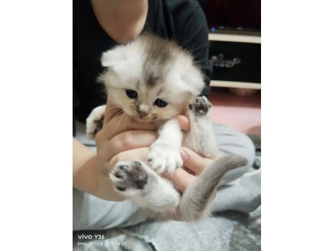 Rezerveye Açık Scottish Fold Yavrularımız