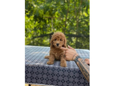 En Microsu A Kalite Maltipoo