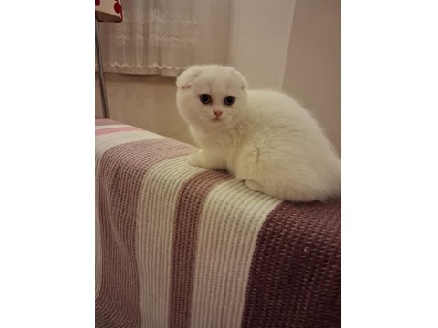 Longhair Erkek Dişi Yavru Kediler