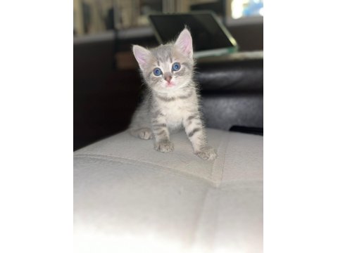 5 British Yavru British Shorthair Kedimiz Yeni Yuvaya Hazır