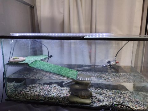 Herşeyi Yanında Hazır Kaplumbağam