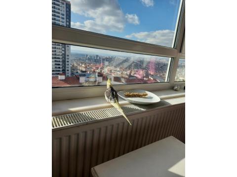 Eğitime Müsait Sultan Papağanı Erkek