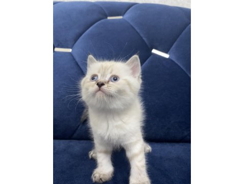 Beyaz British Shorthair Yavrular