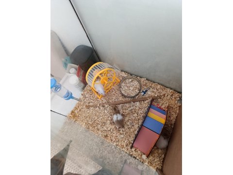 Yavru Hamsterlar