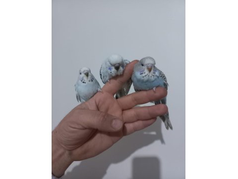 3 Adet Yeme Düşmüş Jumbo Dişi Muhabbet Kuşlar