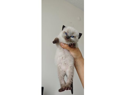 Scottish Blue Point Chocolate Point Yavruları