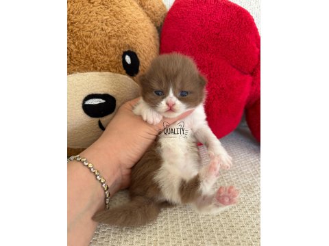 Cinnamon Chocolate Bicolour Bebek Kedilerimiz